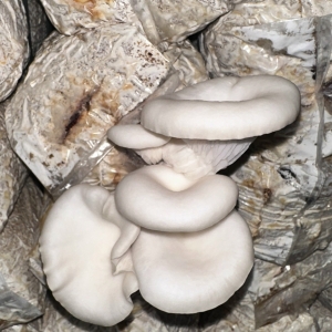 Nấm Bào Ngư Trắng 